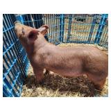 Larry Smith Showpigs:  TM 3-6