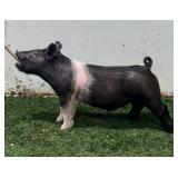 RW Showpigs:  XB 6-11