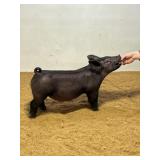 BP Showpigs:  XB 1-1