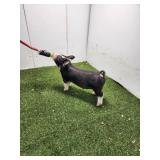 Square Mile Showpigs:  BB 5-5