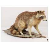 Taxidermy Raccoon
