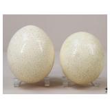 Empty Ostrich Eggs 2/pcs