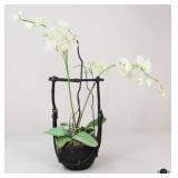 Orchid Arrangement