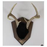 Mounted Antlers