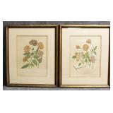Hand Colored Vintage Floral Lithographs 2/PC Hand Colored Vintage Floral Lithographs 2/PC