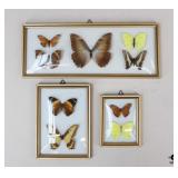 Framed Butterfly & Moth Displays / 3 pcs