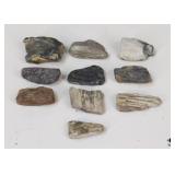 Petrified Wood Specimens