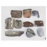 Petrified Wood Specimens