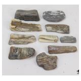 Petrified Wood Specimens