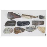 Petrified Wood Specimens