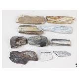 Petrified Wood Specimens
