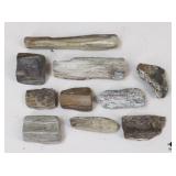 Petrified Wood Specimens