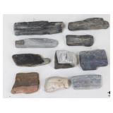 Petrified Wood Specimens