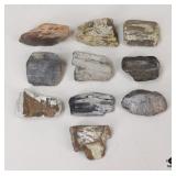 Petrified Wood Specimens