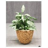 Artificial Plant in Basket