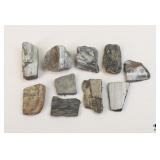 Petrified Wood Specimens