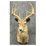 Deer Mount