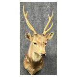 Deer Mount