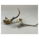 Antlers / 2 pc