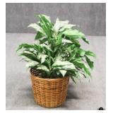Artificial Plant w/Basket