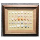 Eastern American Scallops Shadowbox