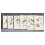 Hummingbird Prints on Canvas 6/pc