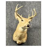 Deer Mount