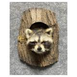 Peeping Raccoon Trophy Mount