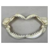 Shark Jaw Bone