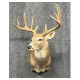Deer Mount