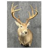 Deer Mount