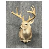 Deer Mount