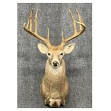 Deer Mount