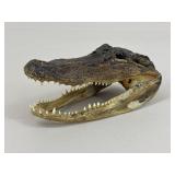 Taxidermy Alligator Head