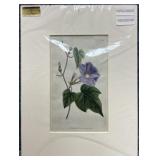Antique Hand Colored Botanical Etching