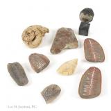 Small Mounted Meteorite + Fossils