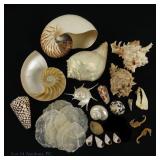 Seashell & Wildlife Oddities Collection (25+)