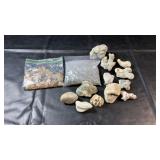 Collection of natural-looking coral pieces,