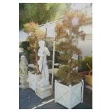 Pair of Topiary trees on wooden planters