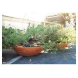 Cypress mini trees in round planters - 2