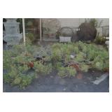 Cypress mini trees in round planters - 2