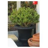 Boxwood plants in garden urns