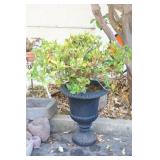 Garden Urn with Gardenia