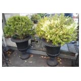 Pair of boxwood trees in urns