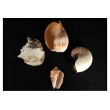 Collection of 4 very large Sea Shells