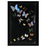 Butterfly Specimen display