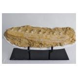 Cretaceous period Mosasaurus Jaw Fossil in Matrix