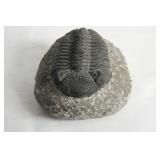 Large 6-inch authentic Devonian trilobite fossil