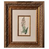SYDENHAM EDWARDS 'FOXGLOVE' 1808 COPPER ENGRAVING