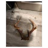 Huge Stag Bone Antlers For Making Anything